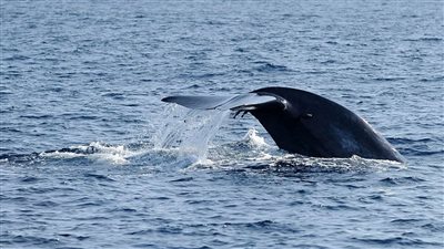 مصرع شخص وإصابة آخر اصطدم قاربهما بحوت ضخم 