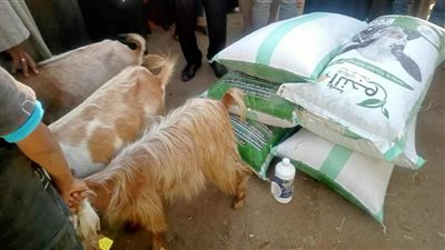 محافظ المنيا: تسليم 75 رأس ماعز و19 ماكينة خياطة لأهالى الحتاحتة