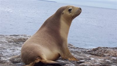 الفيضانات تتسبب في هروب أسد البحر من أحد الحدائق في أمريكا 