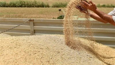 تقارير تكشف سر نجاة المغرب من أزمة القمح بعد الزلزال المدمر 