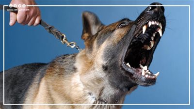 بعد واقعة مطعم قصر المندي، ماذا قال قانون حيازة الحيوانات الخطرة عن هذه الحالة؟