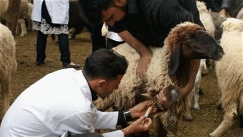 تحصين الأغنام، فيتو