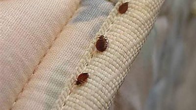 بق الفراش يغزو فرنسا، ودولتان عربيتان تعلنان الاستنفار الصحي