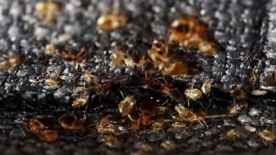 بعد اتهامات الأفارقة بجلبها، وزير صحة فرنسا يعلق على تفشي البق داخل البلاد