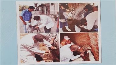 انطلاق الحملة القومية للتحصين ضد طاعون المجترات الصغيرة في الشرقية