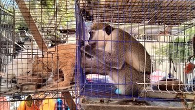 سوق الجمعة بالسيدة عائشة.. حيوانات خطرة وخبراء يحذرون من الميكروبات (فيديو)