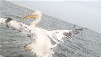 تنفيذ قرار منع الصيد بالمحميات الطبيعية وإعادة إطلاق بجعة وصقر إلى بيئتهما الطبيعية