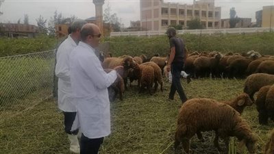 تحصين 7500 رأس أغنام وماعز ضد طاعون المجترات الصغيرة بالبحيرة (صور)