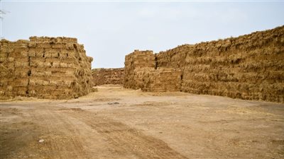 كيف تواجه الدولة السحابة السوداء في محافظات زراعة الأرز؟ الزراعة تجيب (فيديو)