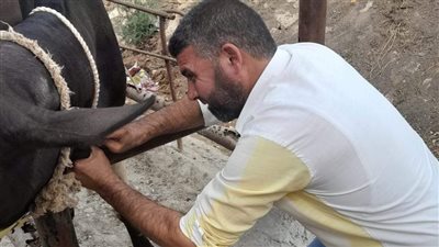 علاج وتحصين 19500 رأس ماشية بالبحيرة (صور)