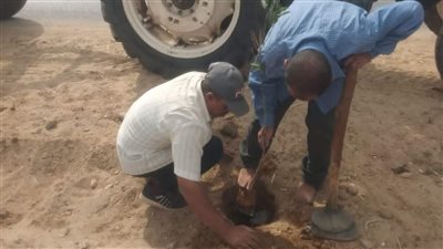 زراعة 75 شجرة مثمرة وأخرى للزينة بالطريق الدائري بمركز مطاي بالمنيا