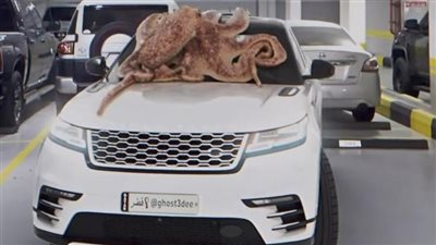 أغرب من الخيال، قصة الأخطبوط العملاق الذي اقتحم جراج سيارات في قطر (فيديو)