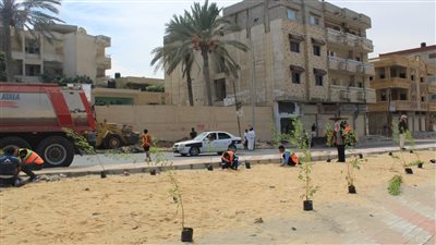 زراعة شتلات الزيتون في مدينة العريش (صور)