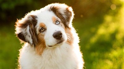  ضريبة الكلاب تصل إلى مستوى غير مسبوق في ألمانيا 