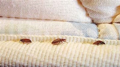  حشرات البق ترعب الحكومة الفرنسية قبل أوليمبياد 2024 (فيديو) 