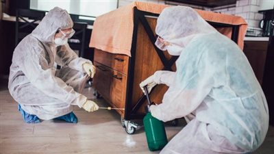 زحف البق على باريس.. سر غزوة حشرة الفراش لبيوت الفرنسيين (فيديوجراف)