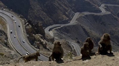 انتشار قرود البابون في السعودية يثير الفزع.. أعدادها تزيد عن ثلث مليون.. والنشطاء يكشفون سر هجومها على الأهالي