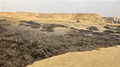 غدا، آخر فرصة لتقديم أوراق الراغبين في التعاقد على توريد قش الأرز