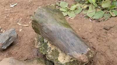 فتاة بعمر 8 سنوات تكتشف عظام الماموث والبيسون القديم أثناء الصيد في روسيا