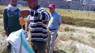 محافظ الشرقية يُتابع حصاد محصول الأرز 