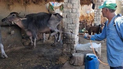 بيطرى الشرقية: قافلة بيطرية شاملة بجميزة بنى عمرو