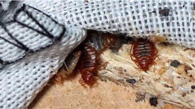 فرنسا تغلق 7 مدارس بسبب انتشار بق الفراش، ووزير التعليم يتحدث عن وضع كارثي