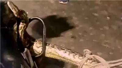 شرطي يمسك بثعبان ضخم (فيديو)