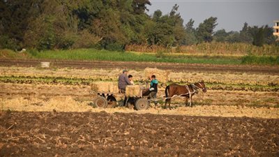 البيئة تواصل تكثيف لجان المرور لمواجهة نوبات تلوث الهواء الحادة