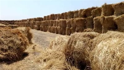 الزراعة: حصاد 97% من مساحات الأرز وإنتاج أكثر من 29 ألف طن أسمدة عضوية