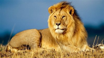 تفسير حلم مطاردة الأسد فى المنام وعلاقته بالانتصار على الأعداء 