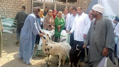 تسليم 342 رأس أغنام لـ 114 أسرة مستفيدة بمطاى شمال المنيا
