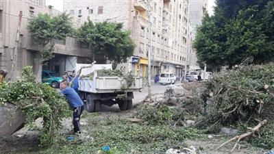 سقوط شجرة وعامود إنارة على طريق ترام الإسكندرية 