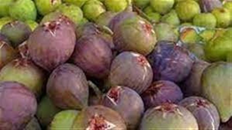 تفسير حلم أكل التين