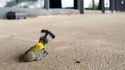 تصميم هندسي قاتل يودي بحياة مئات الطيور