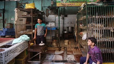 الفراخ البيضاء تعاود الارتفاع، وانخفاض أسعار البيض اليوم الاثنين 