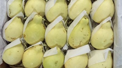 أسعار الفاكهة اليوم، 12 جنيهًا أعلى سعر لكيلو الجوافة في سوق العبور