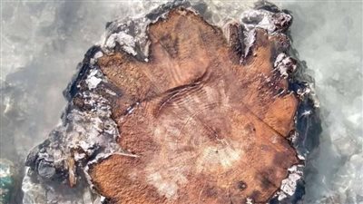 أشجار عمرها 14 ألف عام تكشف عن مفاجأة كونية هائلة