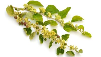 فوائد ورق السدر، لصحة الجلد والشعر والجهاز الهضمي