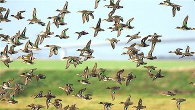 الكشف عن سر انقطاع التيار الكهربائي وحيرة الطيور