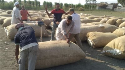 انتهاء وزن الرسالة الأولى بمجمع القطن بالقنطرة غرب الإسماعيلية (صور) 