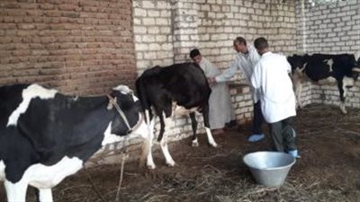  اليوم، قوافل بيطرية مجانية بمركزي الصف وأطفيح للتوعية بأهمية تحصين الماشية