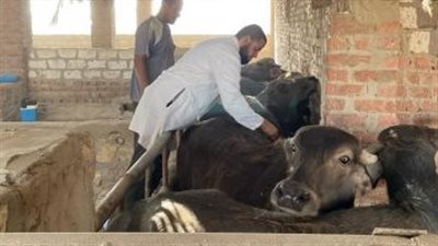 غدا.. قوافل بيطرية مجانية بمركزي الصف وإطفيح في الجيزة