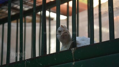 أسعار الدواجن والبيض اليوم، سعر الفراخ البيضاء يواصل الانخفاض في الأسواق