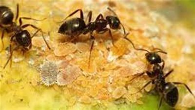 تفسير حلم النمل الأسود في المنام وعلاقته بتحقيق مكاسب مالية قريبا 