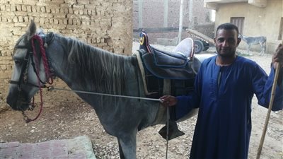 مربي خيل في الأقصر: تعلم العزة والكرامة