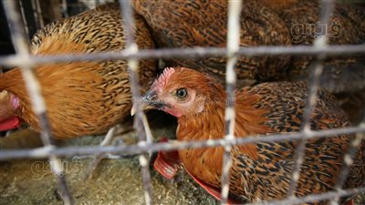 أسعار الدواجن والبيض اليوم، 6 جنيهات انخفاضًا في سعر الفراخ البيضاء بالأسواق