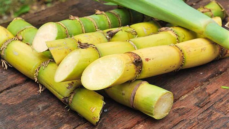 تفسير حلم القصب في