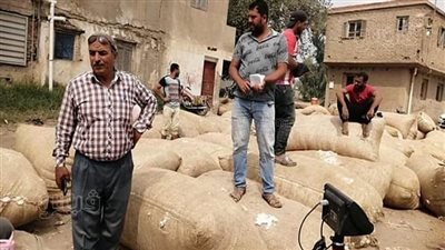 انطلاق أول مزاد لبيع الأقطان في الشرقية