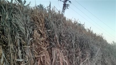 وزارة البيئة تفتح المجال أمام المستثمرين لتحويل مخلفات الذرة بأسيوط لأعلاف وأسمدة