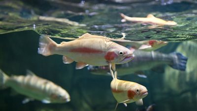 تفسير حلم الماء والسمك في المنام وعلاقته بقضاء الدين والرزق الوفير 